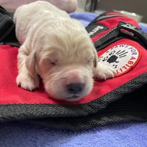 Fundraising Page: Talent Growth and Development Team